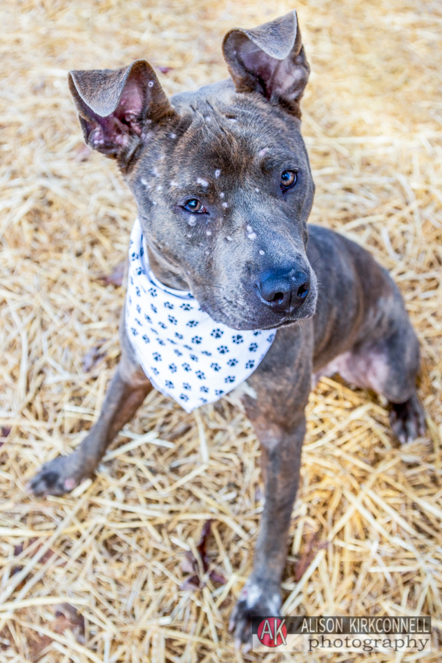 Those ears!!! Blue nosed/ brindle pit bull mix