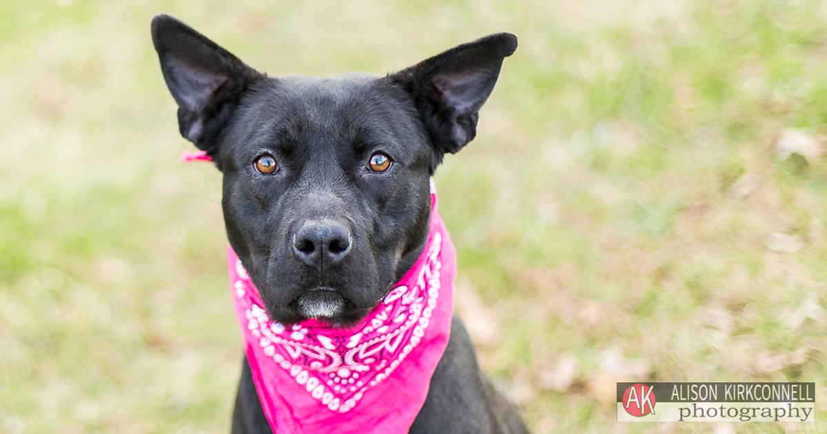 Fort Mill, SC Photographer Posts Shelter Dog Photos for 365 Consecutive Days to Raise Donations for Local Animal Rescue Groups- Day 10