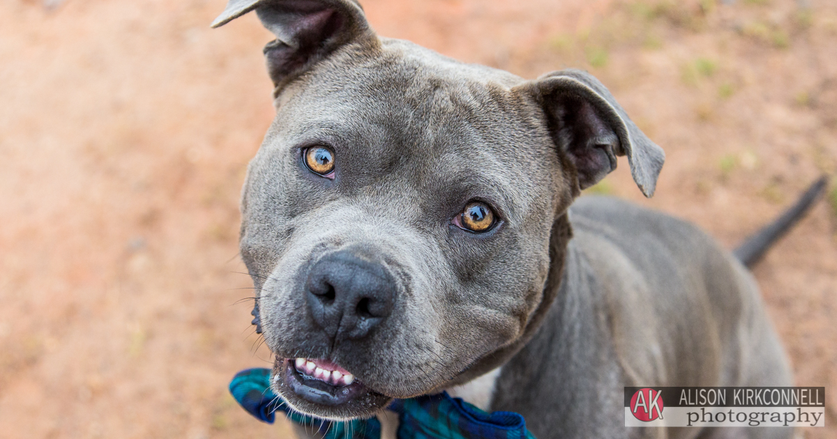 South Carolina Photographer Posts Shelter Dog Photos for 365 Consecutive Days to Raise Donations for Local Animal Rescue Groups- Day 11