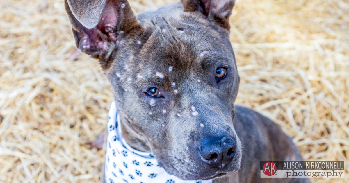 Charlotte, NC Photographer Posts Shelter Dog Photos for 365 Consecutive Days to Raise Donations for Local Animal Rescue Groups- Day 12