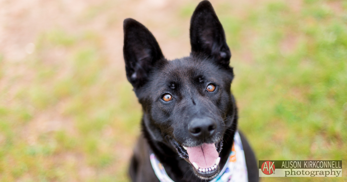 Tega Cay, South Carolina Photographer Posts Shelter Dog Photos for 365 Consecutive Days to Raise Donations for Local Animal Rescue Groups- Day 15