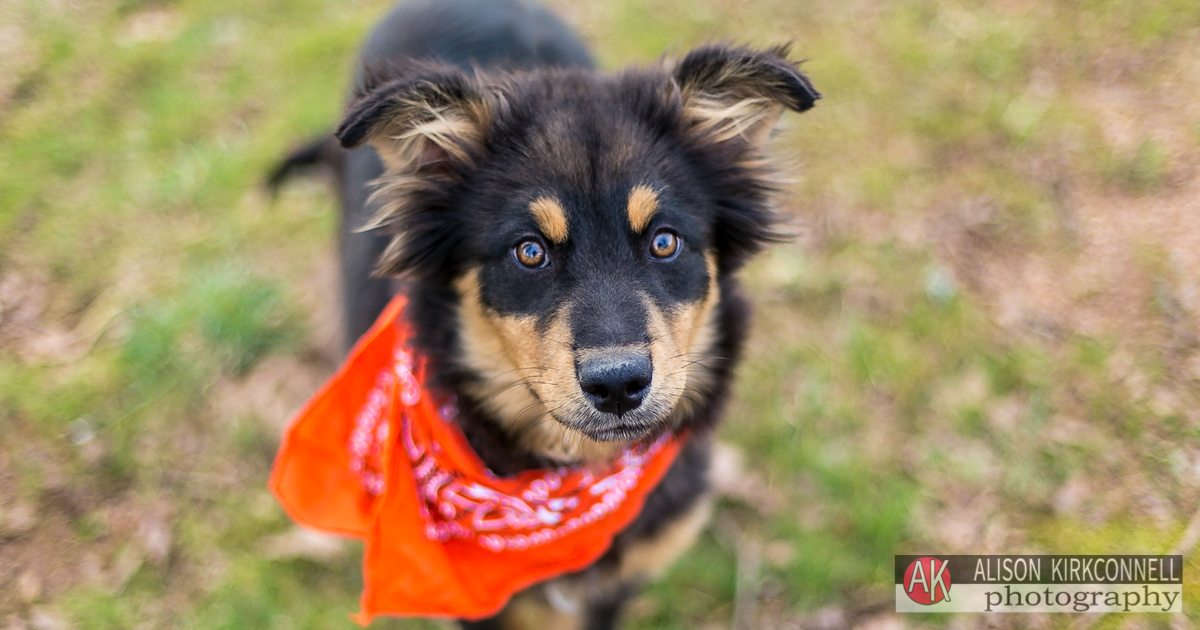 Rock Hill, South Carolina Photographer Posts Shelter Dog Photos for 365 Consecutive Days to Raise Donations for Local Animal Rescue Groups- Day 17