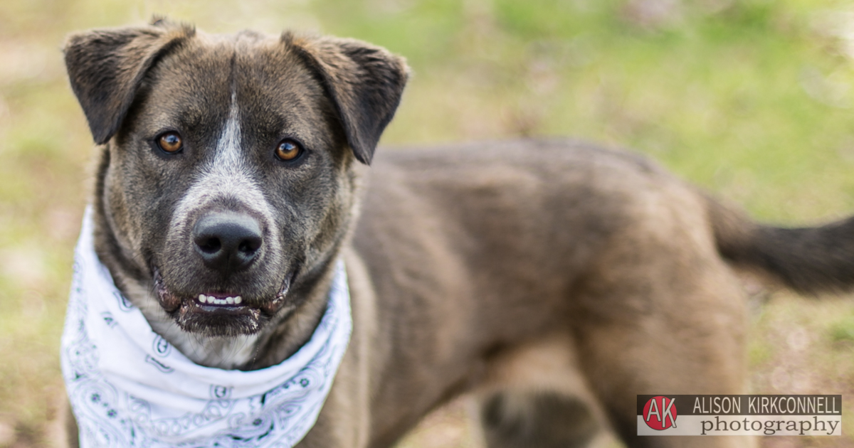Fort Mill, South Carolina Photographer Posts Shelter Dog Portrait Photos for 365 Consecutive Days to Raise Donations for Local Animal Rescue Groups- Day 18