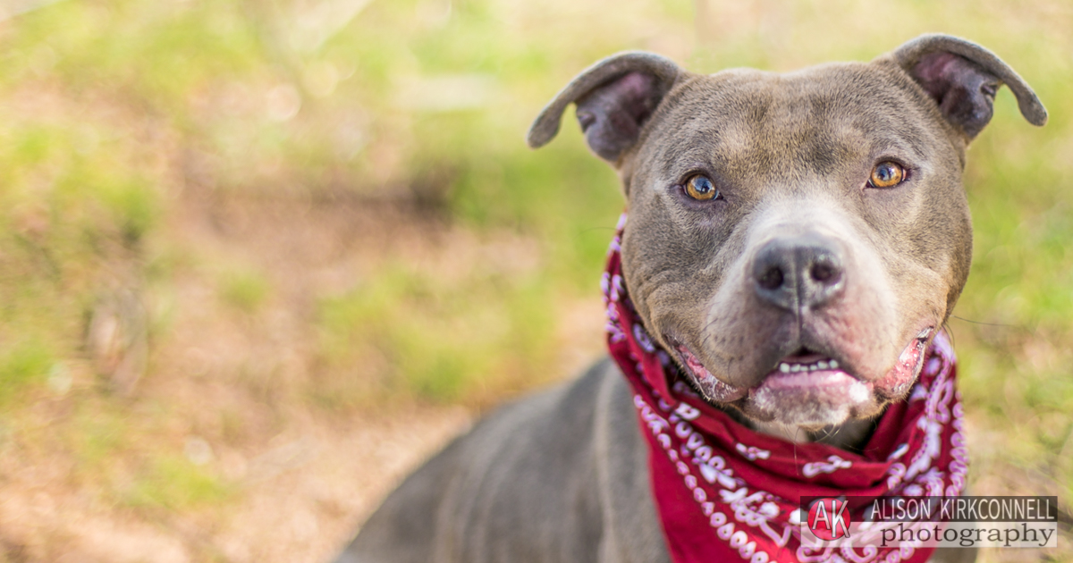 Tega Cay, South Carolina Photographer Posts Shelter Dog Portrait Photos for 365 Consecutive Days to Raise Donations for Local Animal Rescue Groups- Day 19