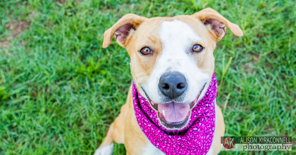 Lake Wylie, South Carolina Photographer Posts Shelter Dog Portrait Photos for 365 Consecutive Days to Raise Donations for Local Animal Rescue Groups- Day 20