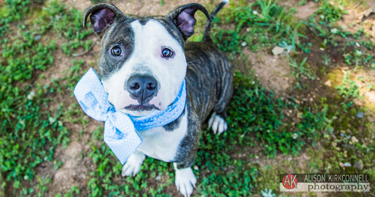 Charlotte, North Carolina Photographer Posts Shelter Dog Portrait Photos for 365 Consecutive Days to Raise Donations for Local Animal Rescue Groups- Day 21