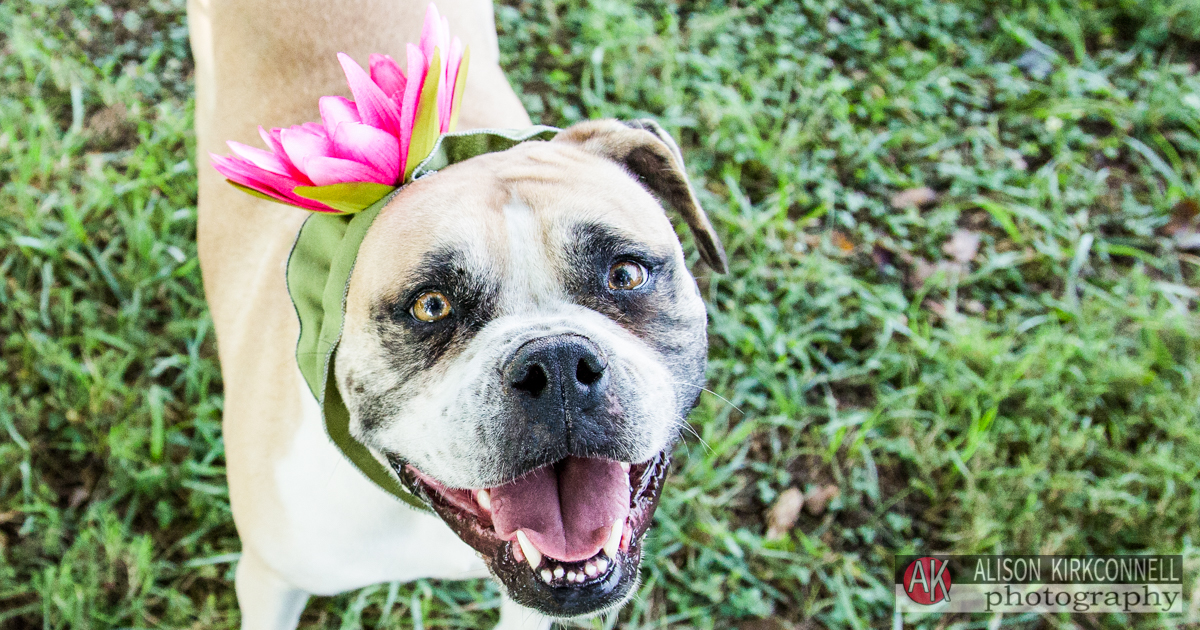 Rock Hill, South Carolina Photographer Posts Shelter Dog Portrait Photos for 365 Consecutive Days to Raise Donations for Local Animal Rescue Groups- Day 23