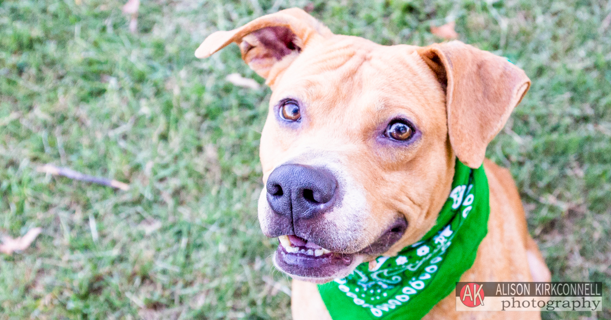 Tega Cay, South Carolina Photographer Posts Shelter Dog Portrait Photos for 365 Consecutive Days to Raise Donations for Local Animal Rescue Groups- Day 25