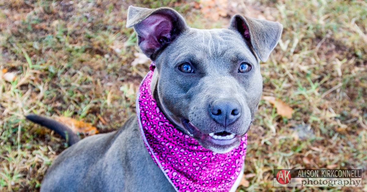 Lake Wylie, South Carolina Photographer Posts Shelter Dog Portrait Photos for 365 Consecutive Days to Raise Donations for Local Animal Rescue Groups- Day 26