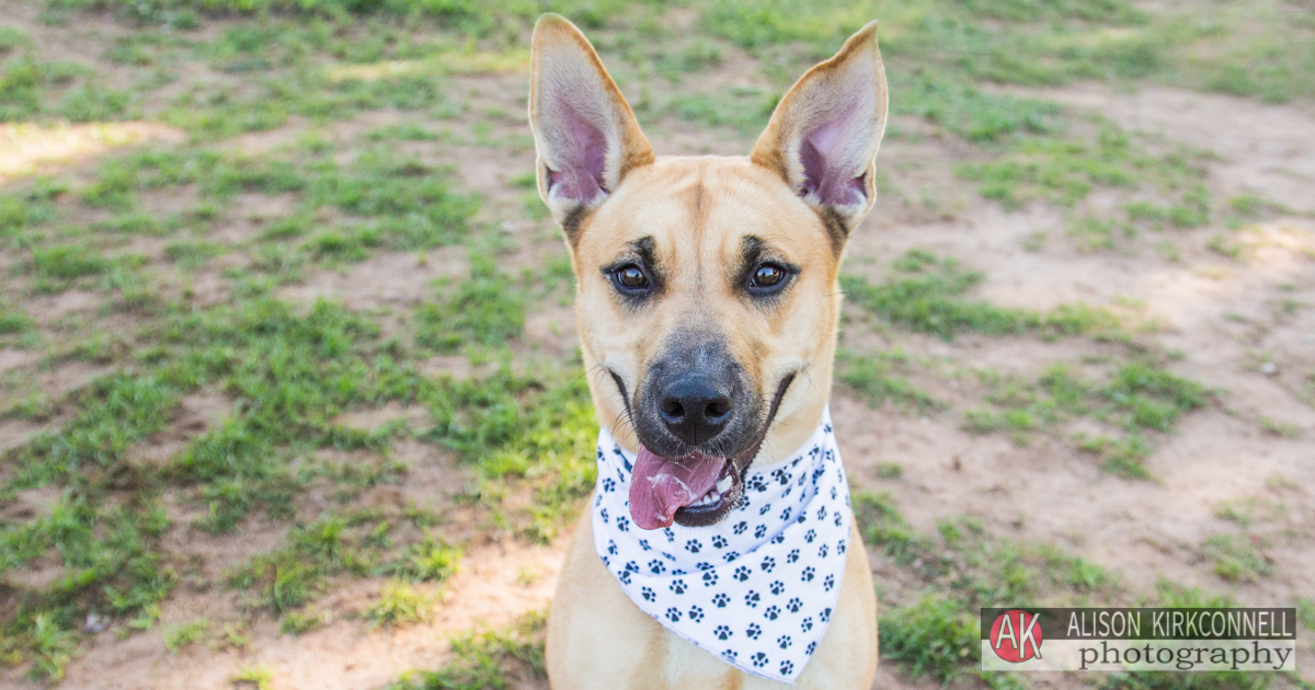 Charlotte, North Carolina Photographer Posts Shelter Dog Portrait Photos for 365 Consecutive Days to Raise Donations for Local Animal Rescue Groups- Day 27