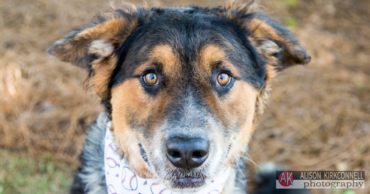 Lake Wylie, South Carolina Photographer Posts Shelter Dog Portrait Photos for 365 Consecutive Days to Raise Donations for Local Animal Rescue Groups- Day 32
