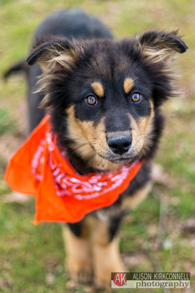 shelter dog portrait