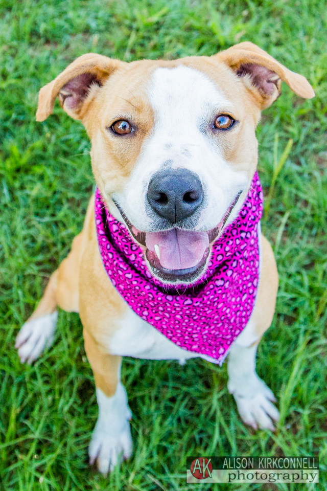 shelter dog portrait day20