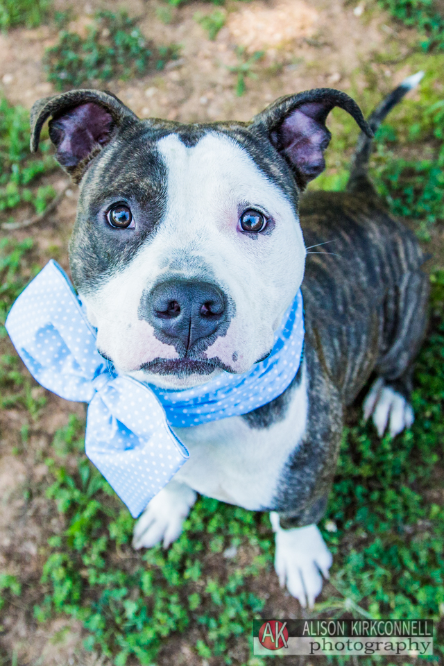 shelter dog portrait day 21