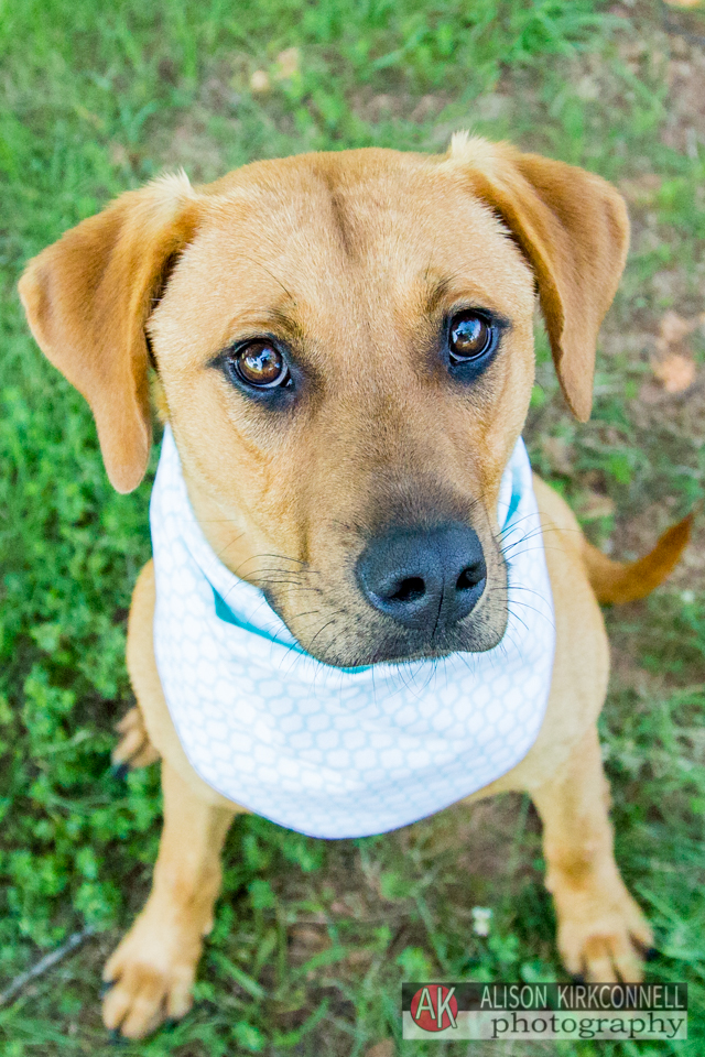 sshelter dog portrait day 22