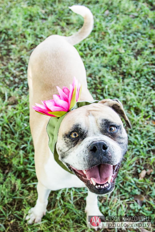 shelter dog portrait day 23