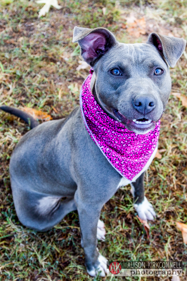 shelter dog portrait day 26