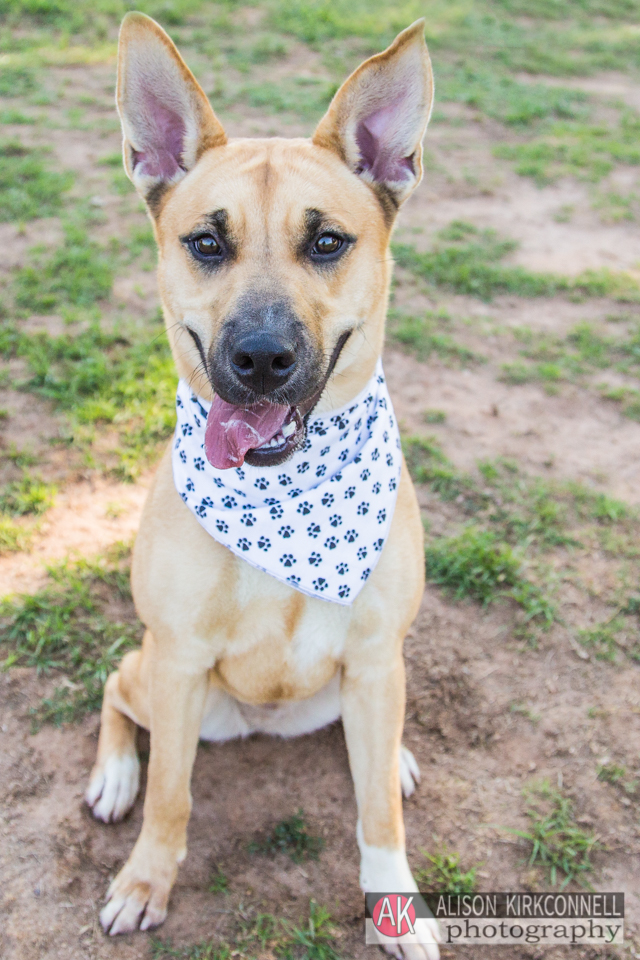 shelter dog portrait day 27