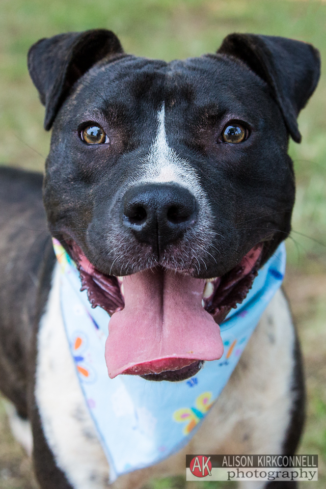 shelter dog portrait day 28