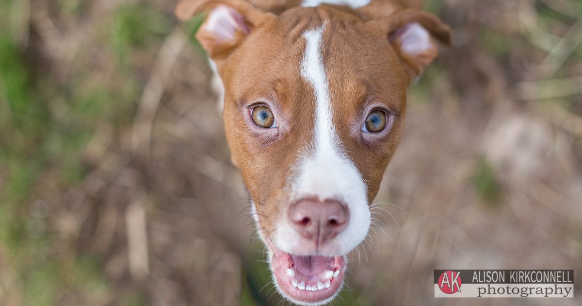 Shelter Dog Portrait Pit Bull Puppy