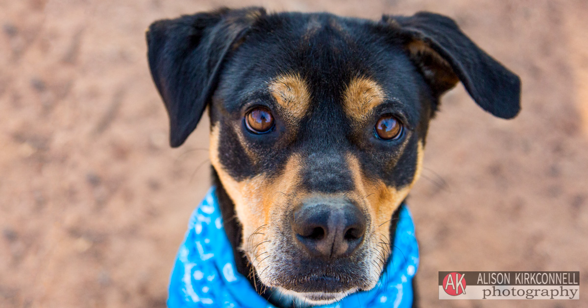 Shelter Dog Portrait Rottweiler