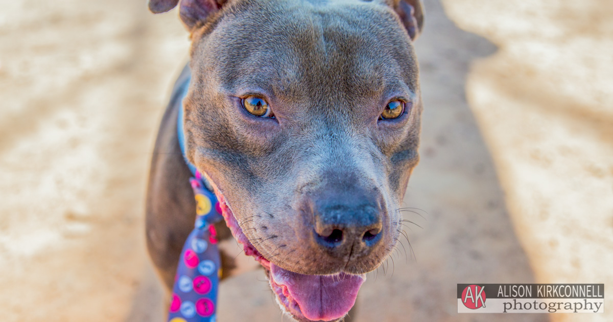 Shelter Dog Portrait Blue Nose Pit Bill