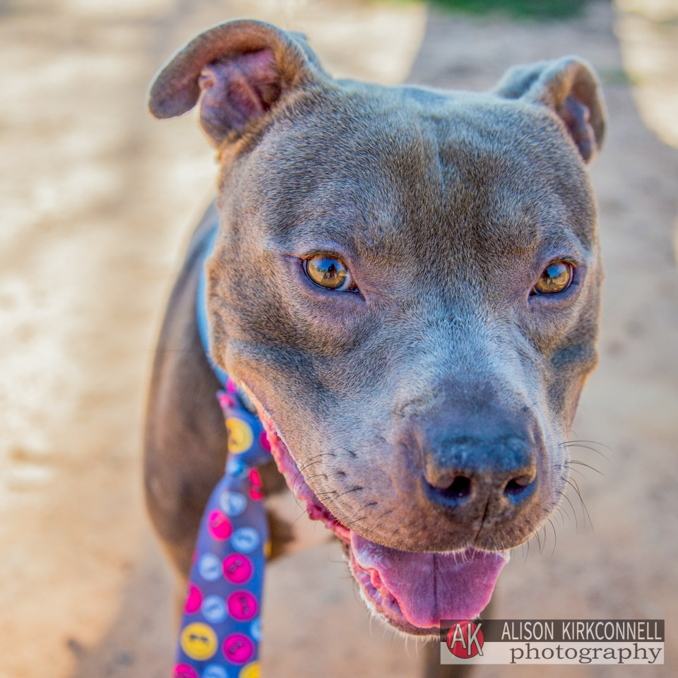 365 Shelter Dogs Day 41 Blue Nose Pit Bull