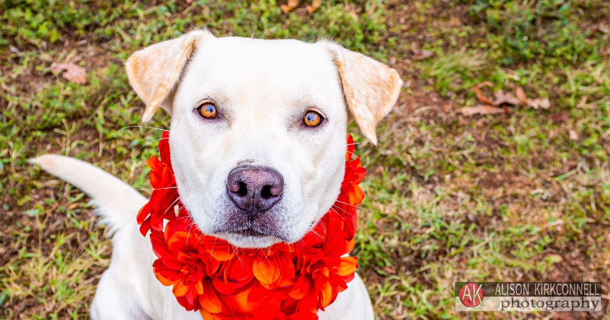 Shelter Dog Portrait