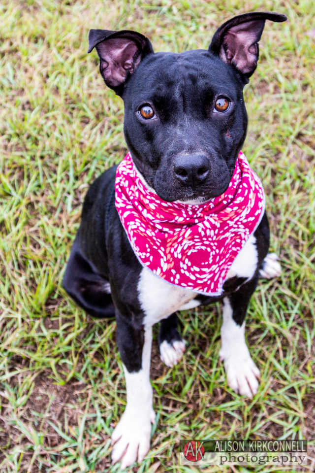 365 Shelter Dogs Day 49- Female Pit Bull