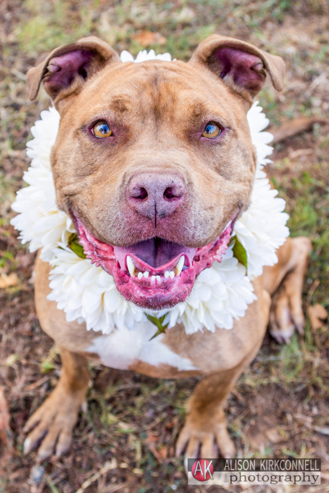 365 Shelter Dogs Day 50- Red Nose Pit Bull