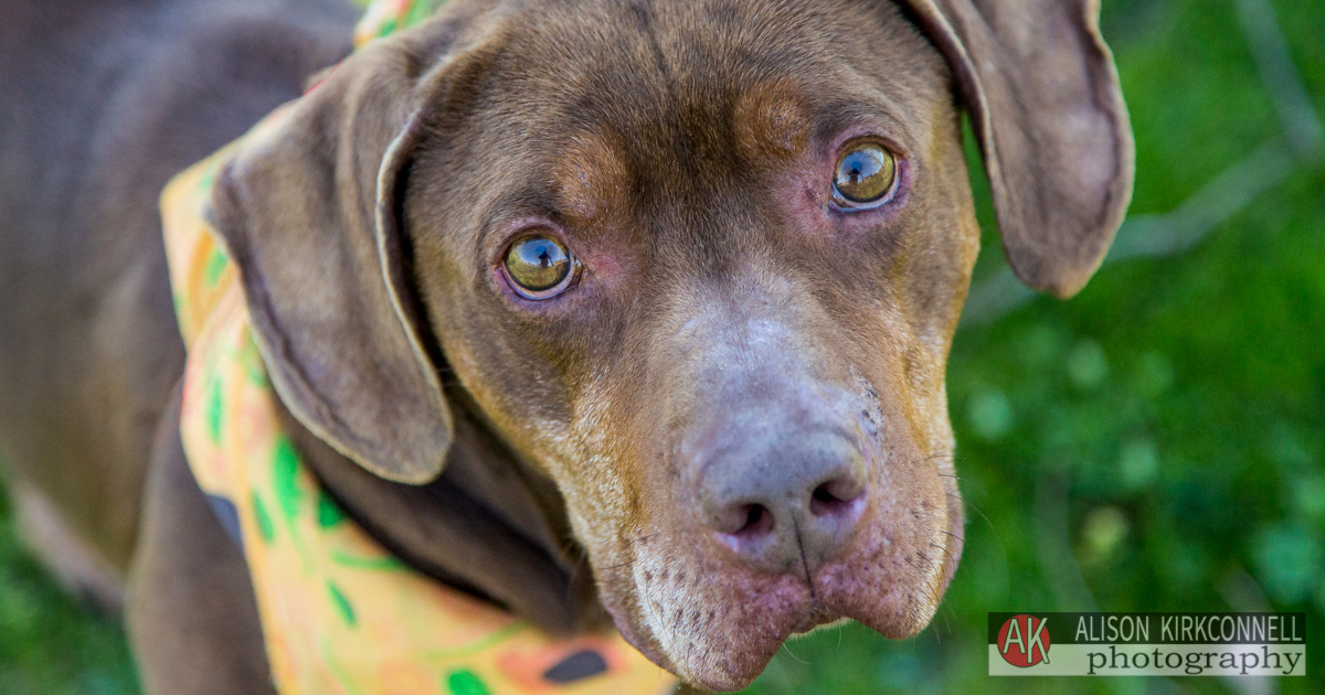 Shelter Dog Portrait