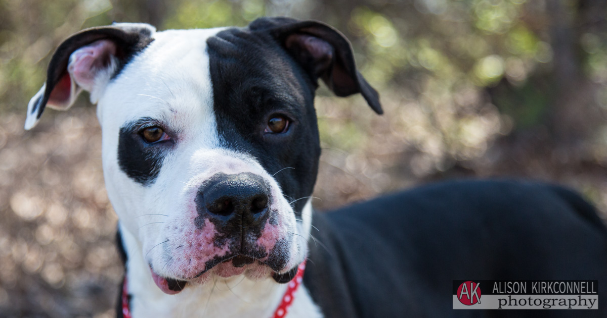 Shelter Dog Portrait