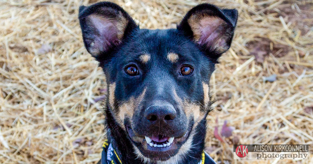 Shelter Dog Portrait German Shepherd