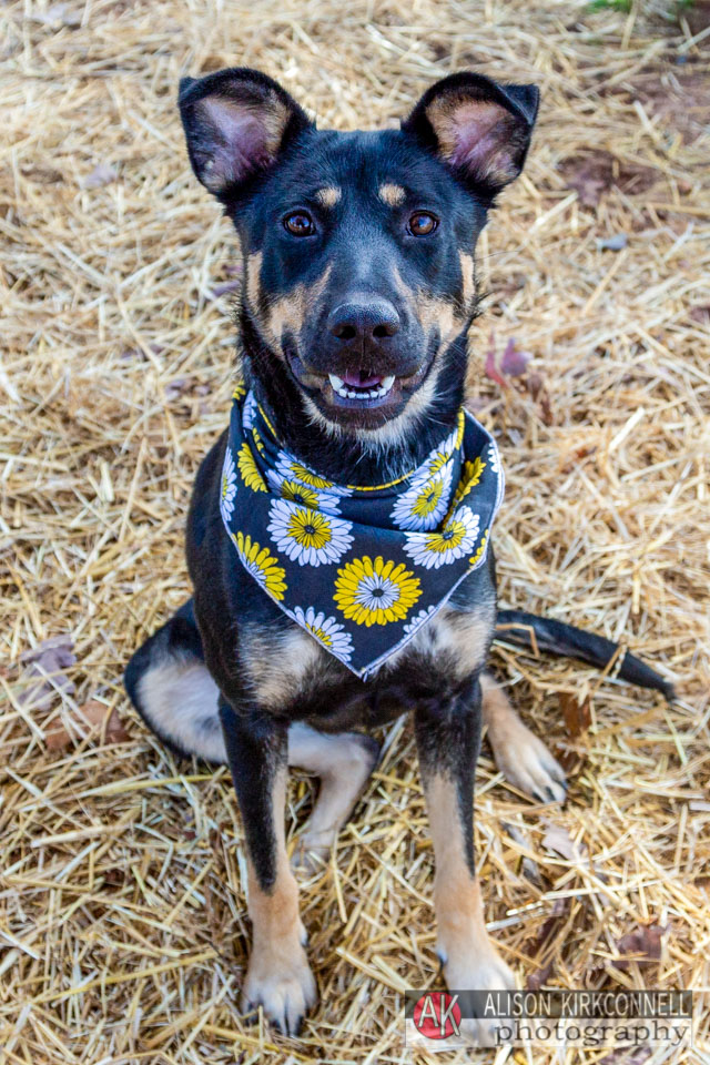 365 Shelter Dogs Day 44 German Shepherd