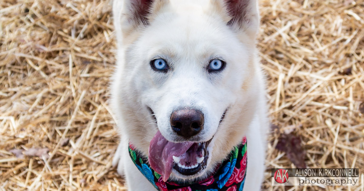 Shelter Dog Portrait White Husky