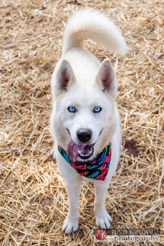 365 Shelter Dogs Day 45 White Husky