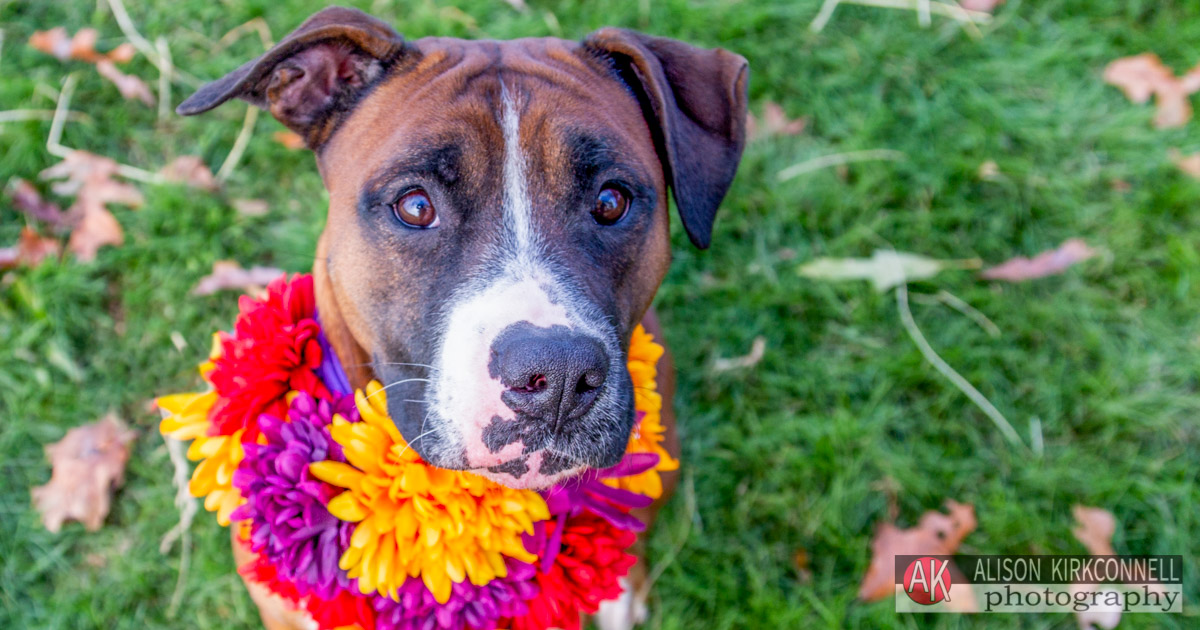 Shelter Dog Portrait