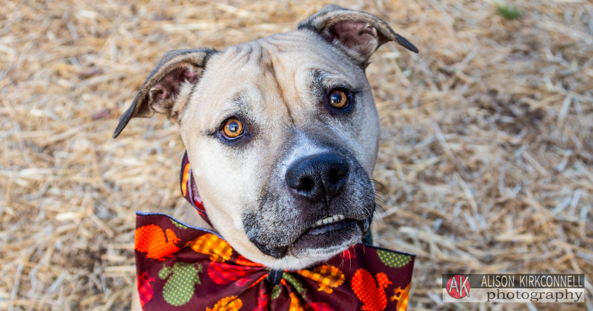 Shelter Dog Portrait