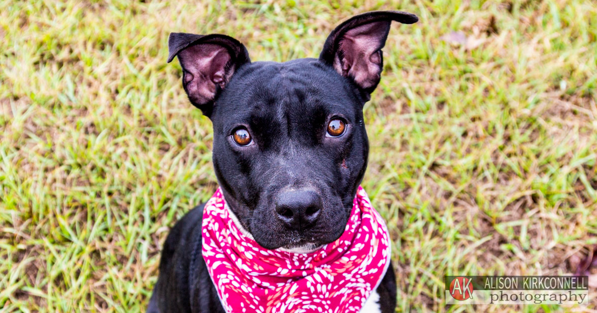 Shelter Dog Portrait Female Pit Bull