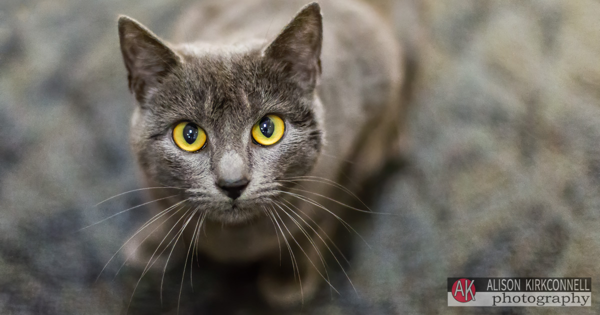 Animal Shelter Dog Portrait- Fort Mill, South Carolina Photographer