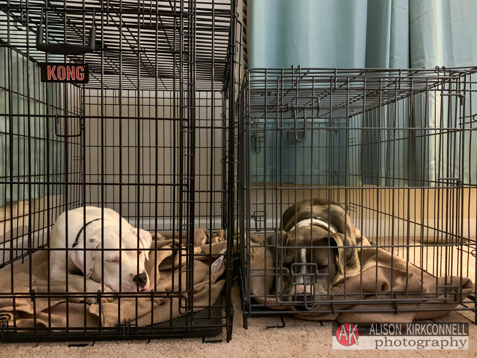 Pit bull mama and puppy in their crates- notice which is in which