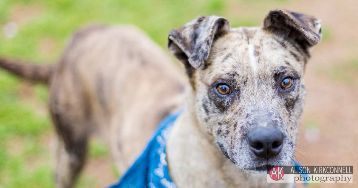 Animal Shelter Dog Portrait- Tega Cay, SC Photographer