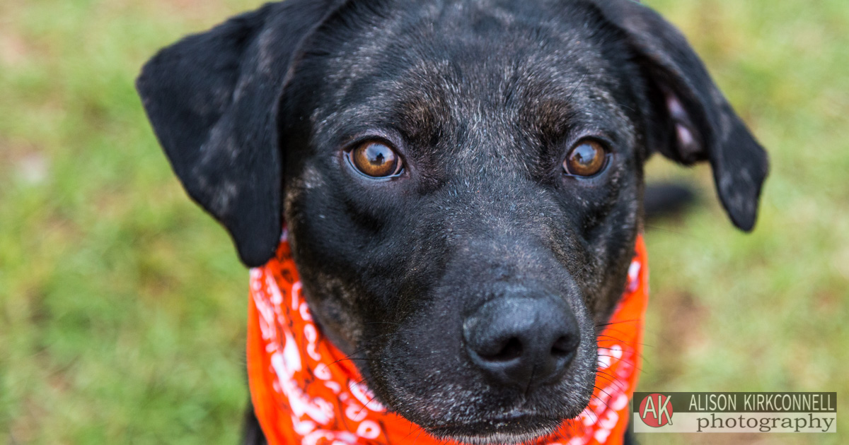 Homeless Pet Portrait- Lake Wylie, SC Photographer