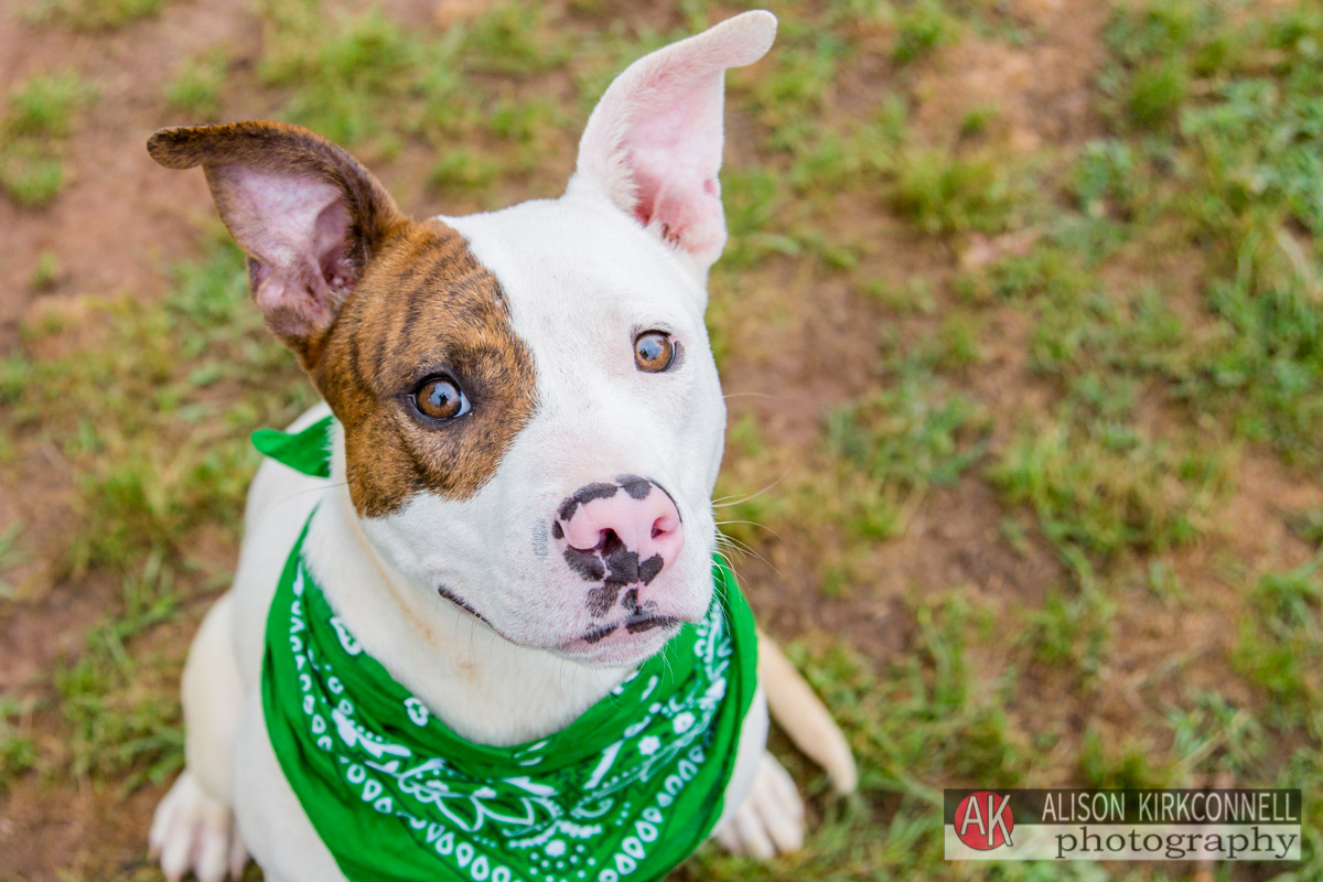 Animal Shelter Dog Portrait- Charlotte, North Carolina Photographer 