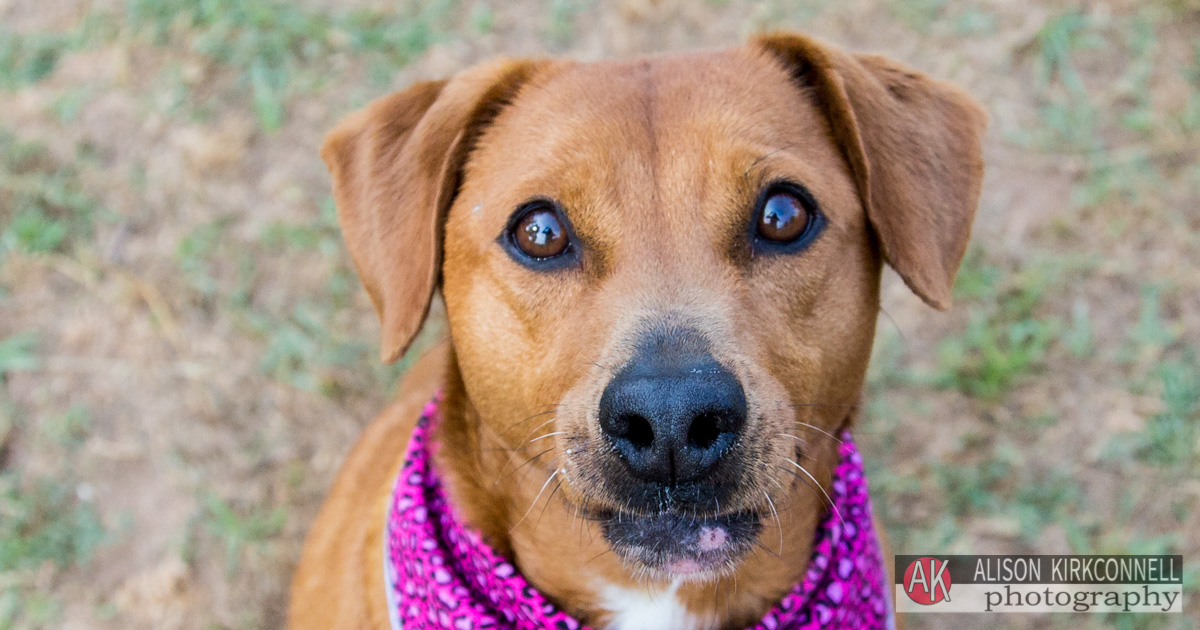 Animal Shelter Dog Portrait- Ballantyne, Charlotte, North Carolina Photographer 