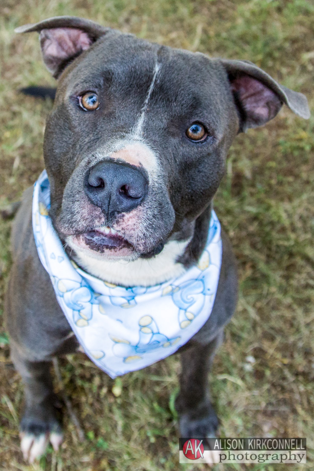 365 Shelter Dogs- Day 91- Blue Nose Pit Bull