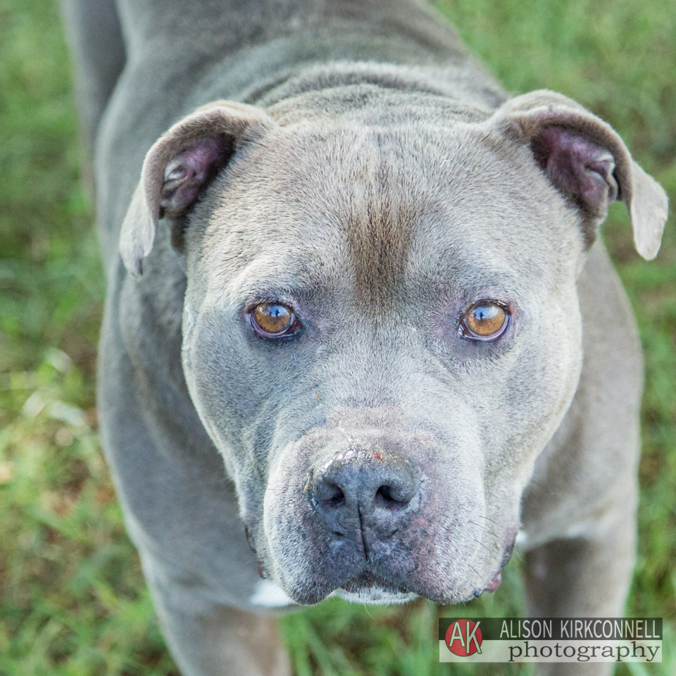 365 Shelter Dogs- Day 57 Blue Nose Pit Bull