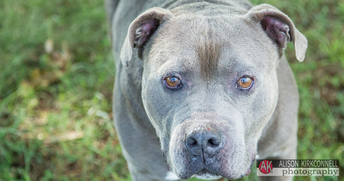 Homeless Pet Portrait- Fort Mill, South Carolina Photographer