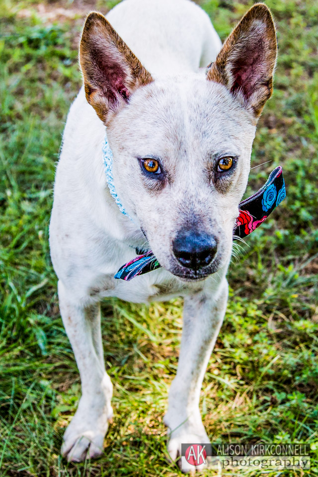 365 Shelter Dogs- Day 70