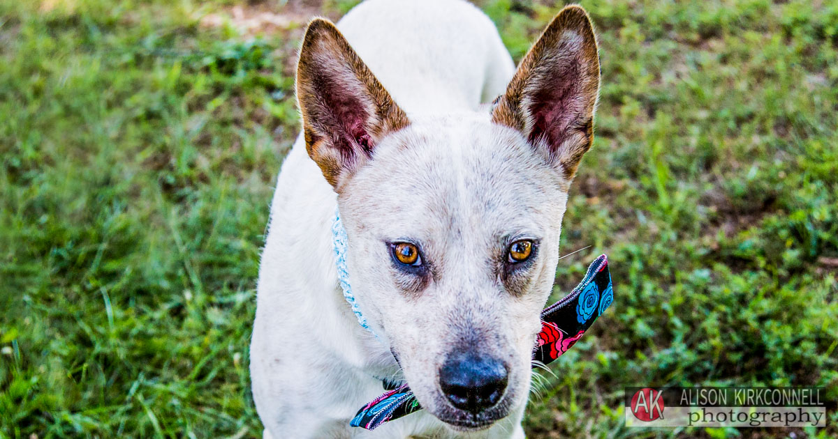 Animal Shelter Dog Portrait- Tega Cay, SC Photographer